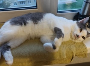 В Заречном разыскивают сбежавшего кота Валеру