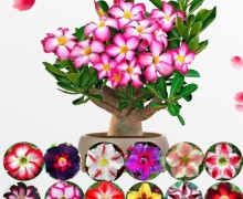 Растения: фикус, сансевиерия, суккуленты, адениумы