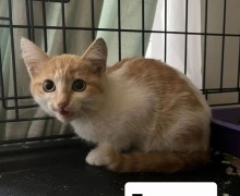 Милые котята ищут заботливых хозяев