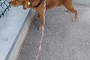 Срочно ищем дом для ласкового пса из приюта Асбеста