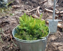 Больше 5 тысяч деревьев высадили в субботу, 6 сентября на территории Заречного