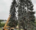 На центральной площади Заречного спиливают засохшую голубую ель