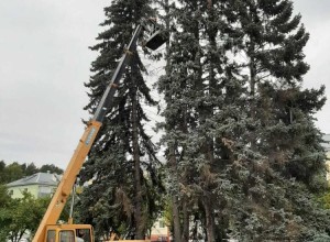 На центральной площади Заречного спиливают засохшую голубую ель