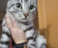 В Заречном спасатели сняли кота с дерева, разыскиваются хозяева