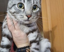 В Заречном спасатели сняли кота с дерева, разыскиваются хозяева