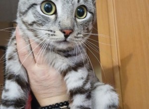В Заречном спасатели сняли кота с дерева, разыскиваются хозяева