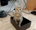 Кошка Леся из Заречного ищет новый дом
