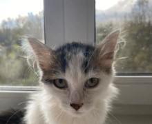 Двум котятам из Баженово срочно нужен дом