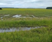 Обильные осадки создают риски для урожая в Белоярском округе