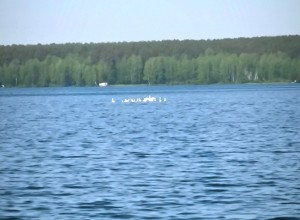 Больше 10 лебедей прилетели на водохранилище