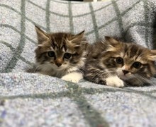 Котята ищут дом