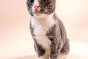 Мама кошка ищет дом