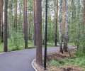 Лес вдоль лыжероллерной трассы расчистят