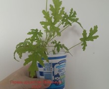 Продам цветы