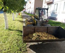 В Заречном начался яблочный сезон: коммунальщики ежедневно убирают урожай с газонов