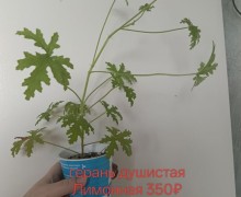 Продам цветы