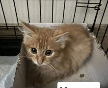 Милые котята ищут заботливых хозяев