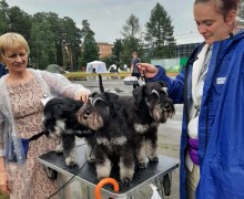 Выставка собак «Жемчужина Урала» пройдёт на стадионе «Электрон» в Заречном