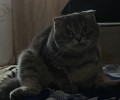 Потерялась кошка в районе 7 школы