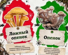 В лесах Свердловской области встречаются ядовитые грибы, опасные для здоровья