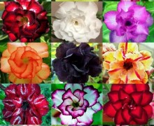Растения: фикус, сансевиерия, суккуленты, адениумы