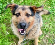 Марта из Первоуральского приюта ищет заботливого хозяина
