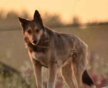 Ксюша ищет дом: спокойная собака около 7 лет из Асбеста