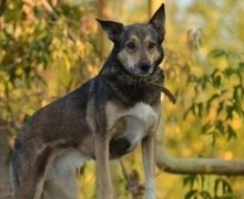 Ксюша ищет дом: спокойная собака около 7 лет из Асбеста