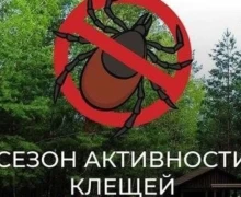 Клещи становятся всё активнее, а провести акарицидную обработку не позволяет погода