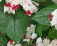 Клеродендрум Томпсона, Эпифиллум, маранта Бьюти Ким