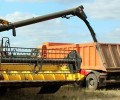 Аграрии Белоярского округа завершают уборочную кампанию, несмотря на потери из-за дождей