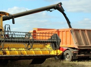 Аграрии Белоярского округа завершают уборочную кампанию, несмотря на потери из-за дождей