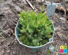 Больше 5 тысяч деревьев высадили в субботу, 6 сентября на территории Заречного