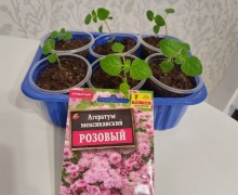 Рассада цветов и клубники