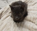 Малышка из Заречного ищет заботливых хозяев