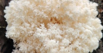 Необычный коралловый гриб обнаружили в окрестностях Заречного