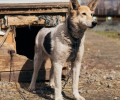 Тявка из Первоуральского приюта ищет заботливого хозяина