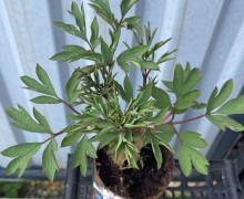Капуста белокочанная, цветная, брокколи, цветок разбитое сердце