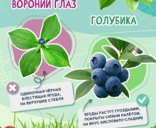 В Свердловской области ежегодно фиксируются отравления ягодами и грибами