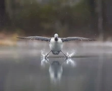 В конце декабря подвели итоги конкурса Comedy Wildlife Photography Awards 2025 - самых забавных фотографий дикой природы