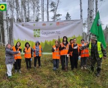 В Режиковском лесничестве высадили сибирские ели в рамках акции «Сохраним лес»