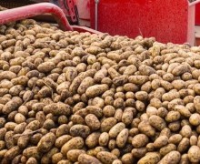 Аграрии Белоярского округа завершают уборочную кампанию, несмотря на потери из-за дождей
