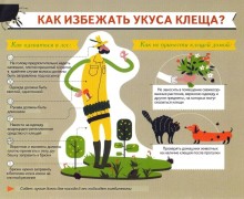 За неделю в Заречном зарегистрировано четыре случая укуса клеща