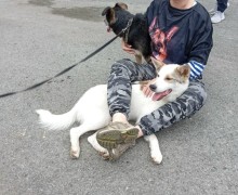 В Заречном прошёл четвёртый «Собачий переполох»
