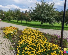 Городские клумбы пострадали от аномального лета: петунии не выдержали, бархатцы радуют