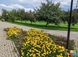 Городские клумбы пострадали от аномального лета: петунии не выдержали, бархатцы радуют
