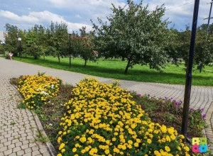 Городские клумбы пострадали от аномального лета: петунии не выдержали, бархатцы радуют
