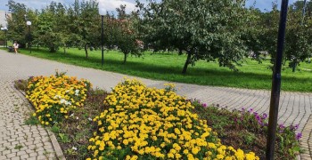 Городские клумбы пострадали от аномального лета: петунии не выдержали, бархатцы радуют