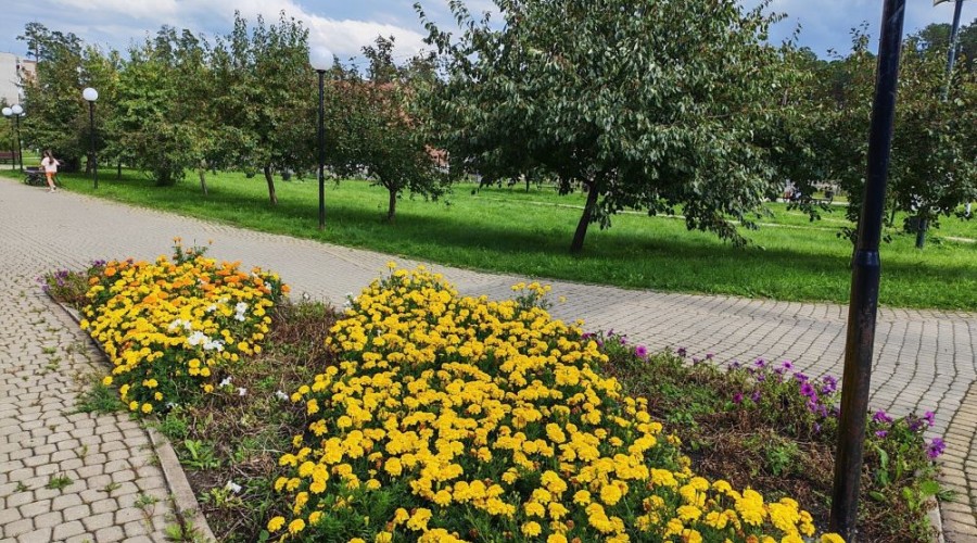 Городские клумбы пострадали от аномального лета: петунии не выдержали, бархатцы радуют