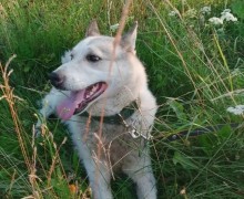 Беляшик ищет своего человека